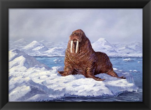 Framed Walrus Print