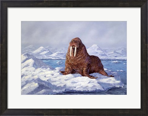 Framed Walrus Print