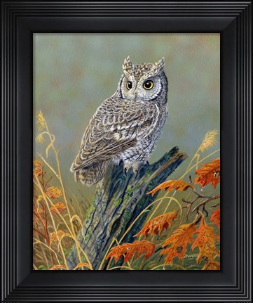 Framed Bright Eyes Screech Owl Print