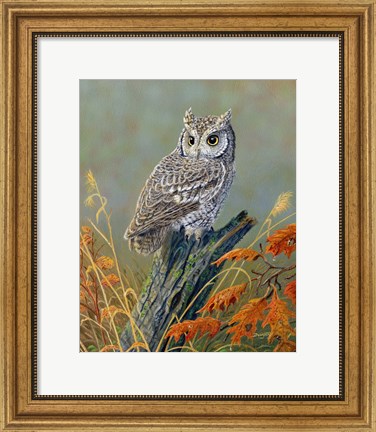 Framed Bright Eyes Screech Owl Print