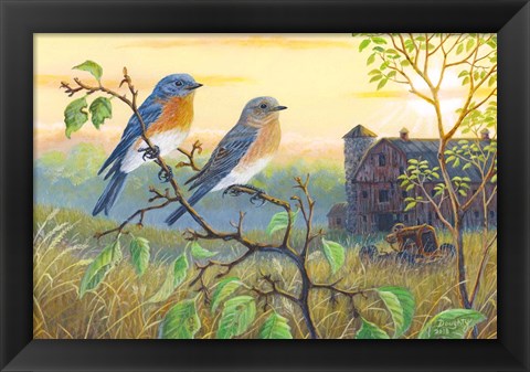 Framed True Blue Bluebird Print