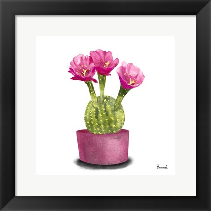 Framed Cactus Flowers V Print