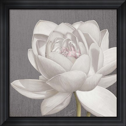 Framed Vintage Lotus on Grey II Print