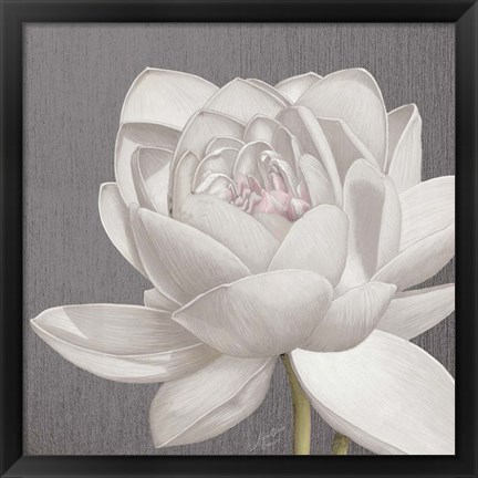 Framed Vintage Lotus on Grey II Print