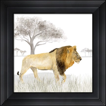 Framed Serengeti Lion Square Print