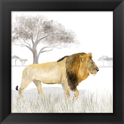 Framed Serengeti Lion Square Print