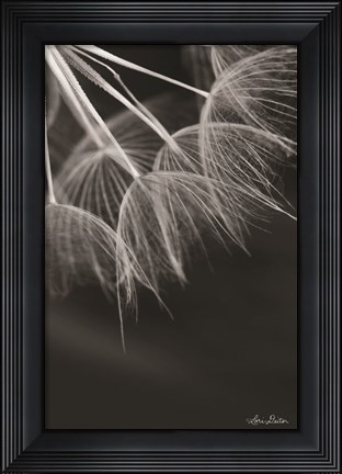 Framed Goatsbeard I Print