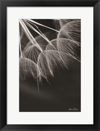 Framed Goatsbeard I Print