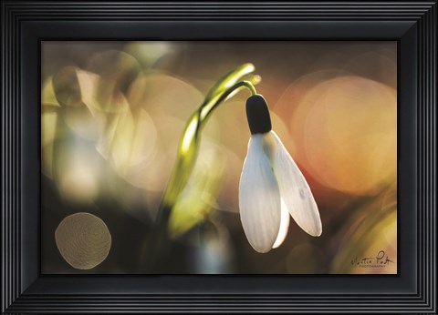 Framed Snowdrops III Print