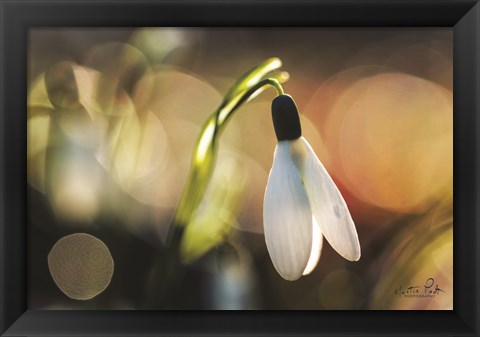 Framed Snowdrops III Print