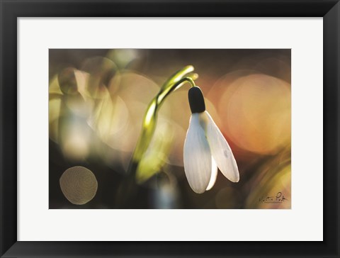 Framed Snowdrops III Print