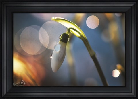 Framed Snowdrops IV Print