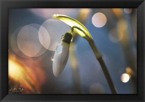 Framed Snowdrops IV Print