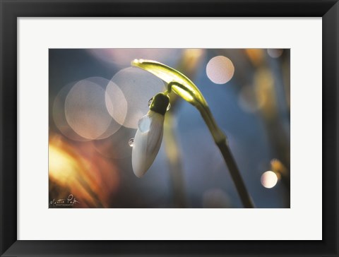 Framed Snowdrops IV Print