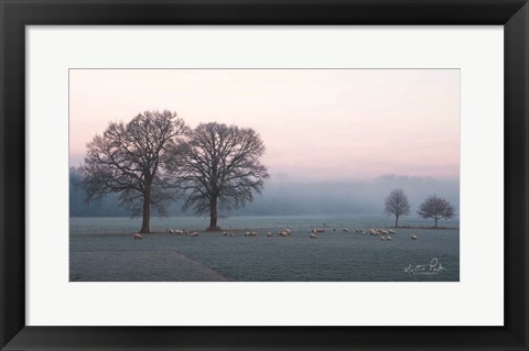 Framed Sheep on a Cold Morning Print