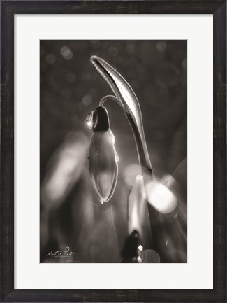 Framed Snowdrops in Black &amp; White Print