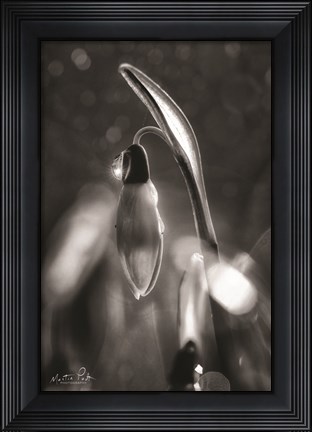 Framed Snowdrops in Black &amp; White Print