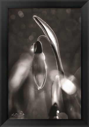 Framed Snowdrops in Black &amp; White Print