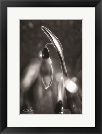 Framed Snowdrops in Black &amp; White Print