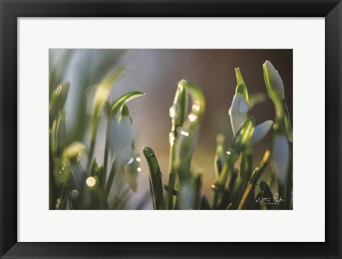 Framed Snowdrops II Print