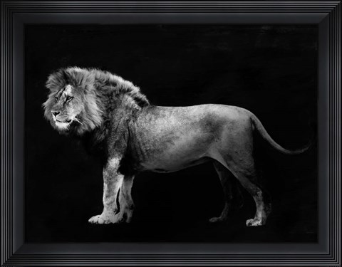 Framed Panthera Leo Print