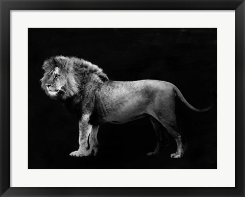 Framed Panthera Leo Print