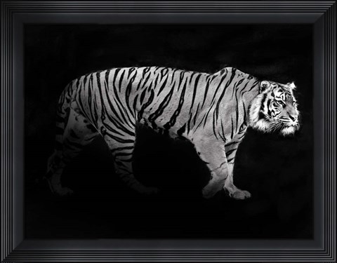 Framed Panthera Tigris Print