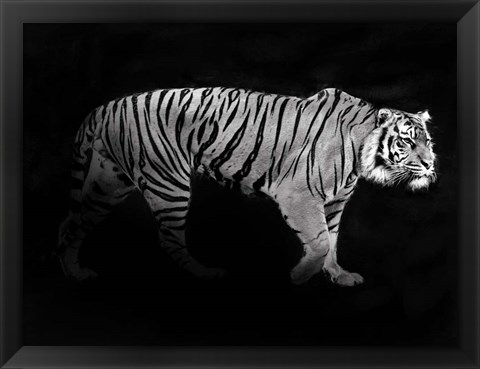 Framed Panthera Tigris Print