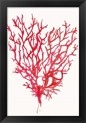 Framed Red Reef Coral II Print