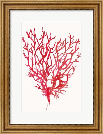 Framed Red Reef Coral II Print
