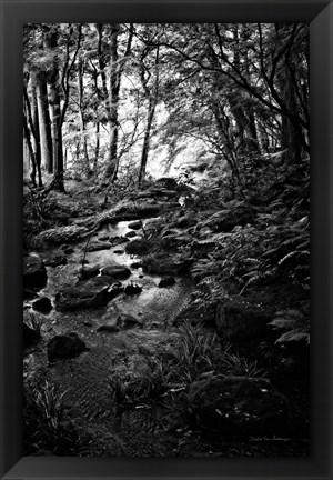 Framed Lush Creek in Forest BW Print