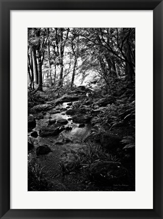 Framed Lush Creek in Forest BW Print