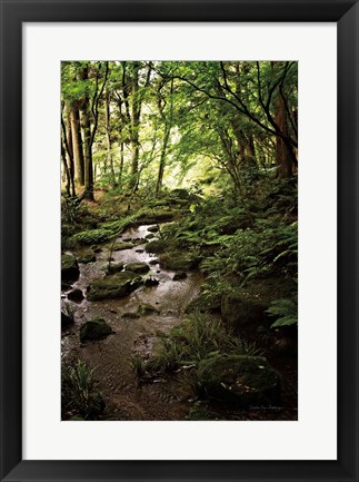 Framed Lush Creek in Forest Print