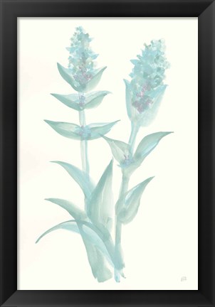 Framed Lambs Ear Sage II Print