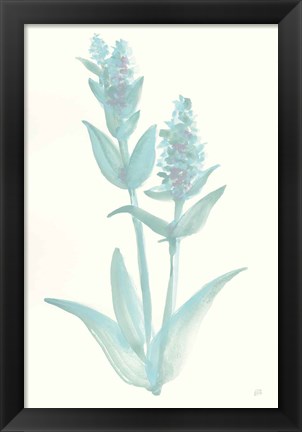 Framed Lambs Ear Sage I Print