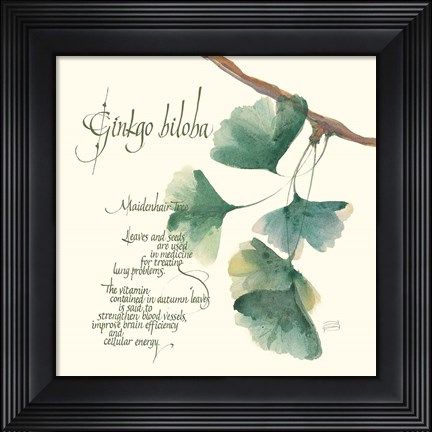 Framed Ginkgo Biloba Print