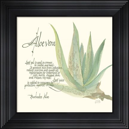 Framed Aloe Vera Print