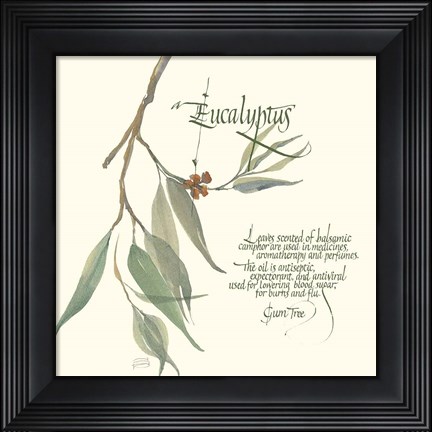 Framed Eucalyptus Print