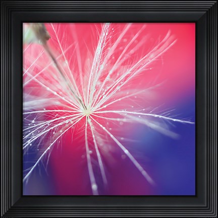 Framed Seed with Water Droplets Print
