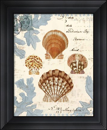 Framed Seashell Collection I Print