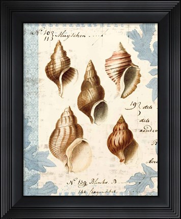 Framed Seashell Collection II Print