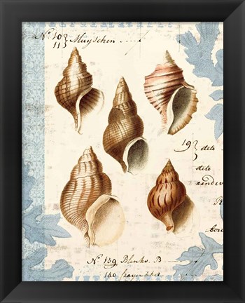 Framed Seashell Collection II Print