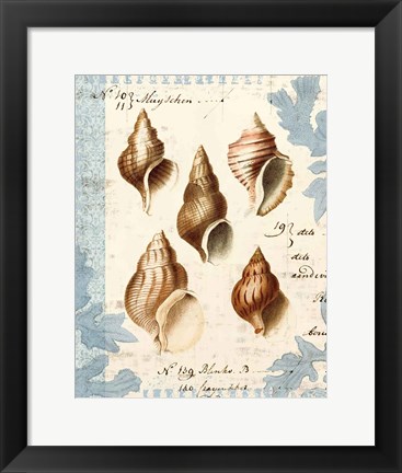 Framed Seashell Collection II Print