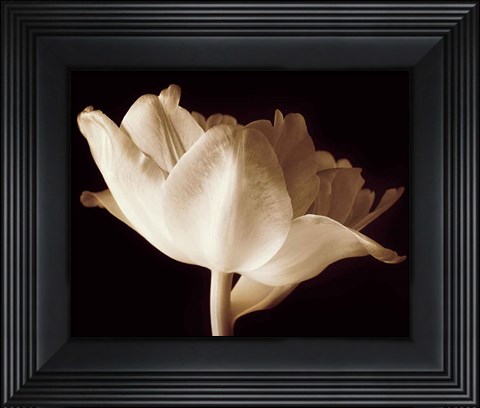 Framed Champagne Tulip IV Print