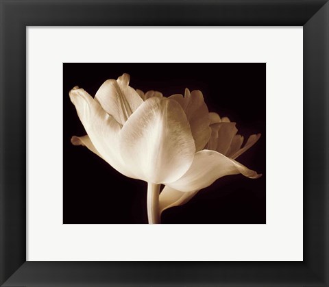 Framed Champagne Tulip IV Print