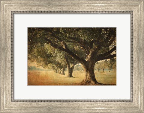 Framed Island Oak Print