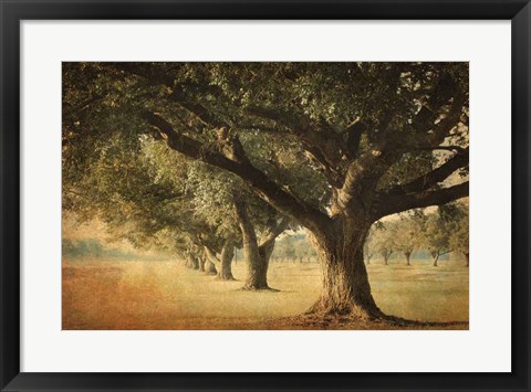 Framed Island Oak Print