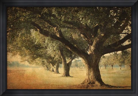 Framed Island Oak Print