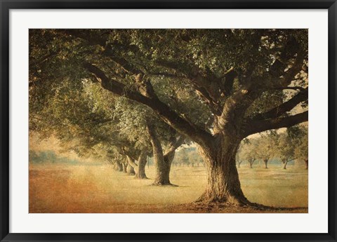 Framed Island Oak Print