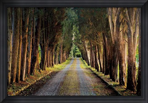 Framed Tree Tunnel Print